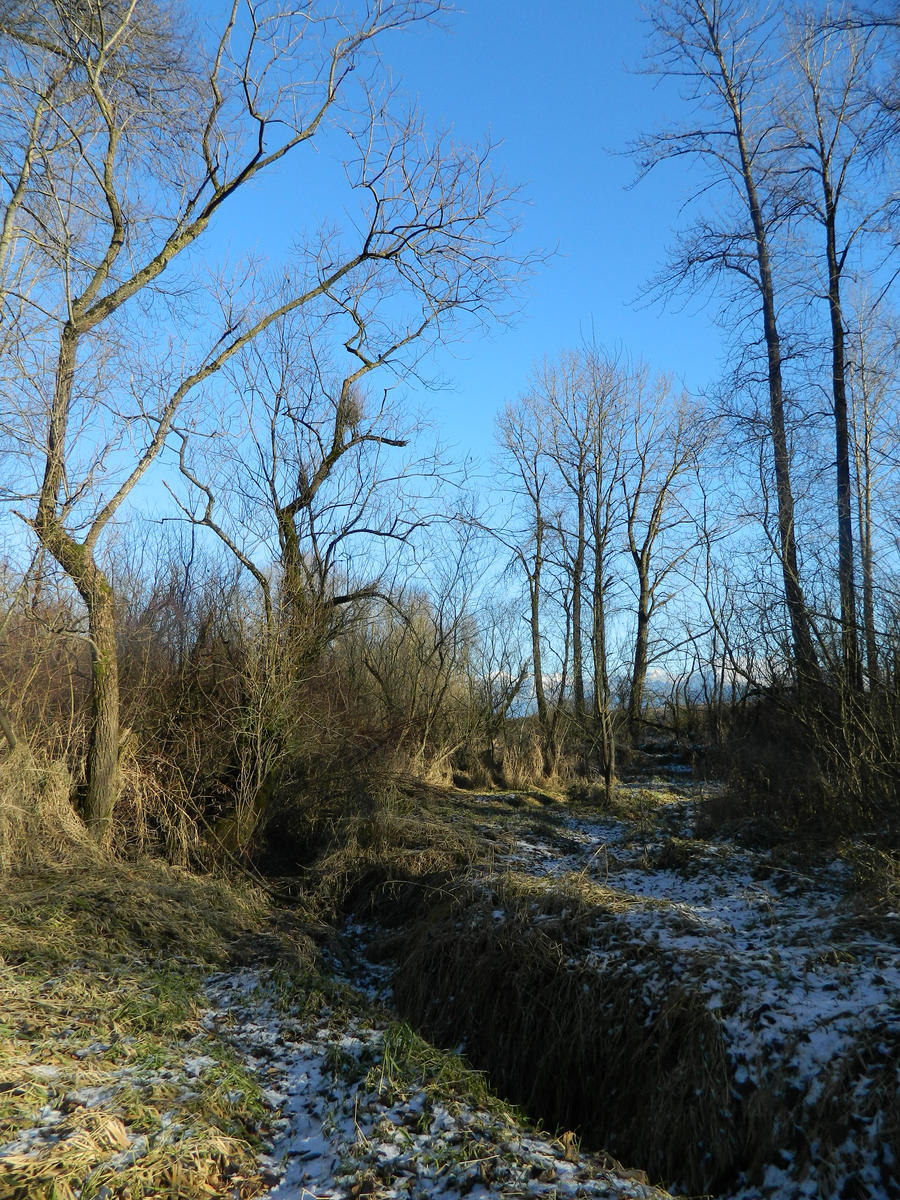 Golden earth forest