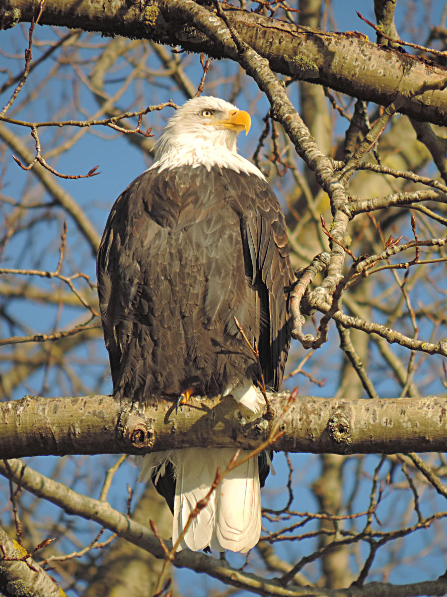 Vedder river trail~12/2/2014~5