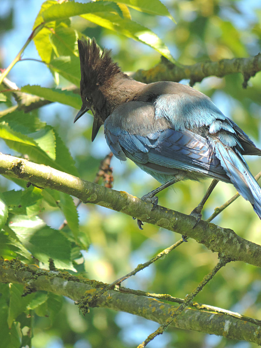 Birds under a cherry tree~2