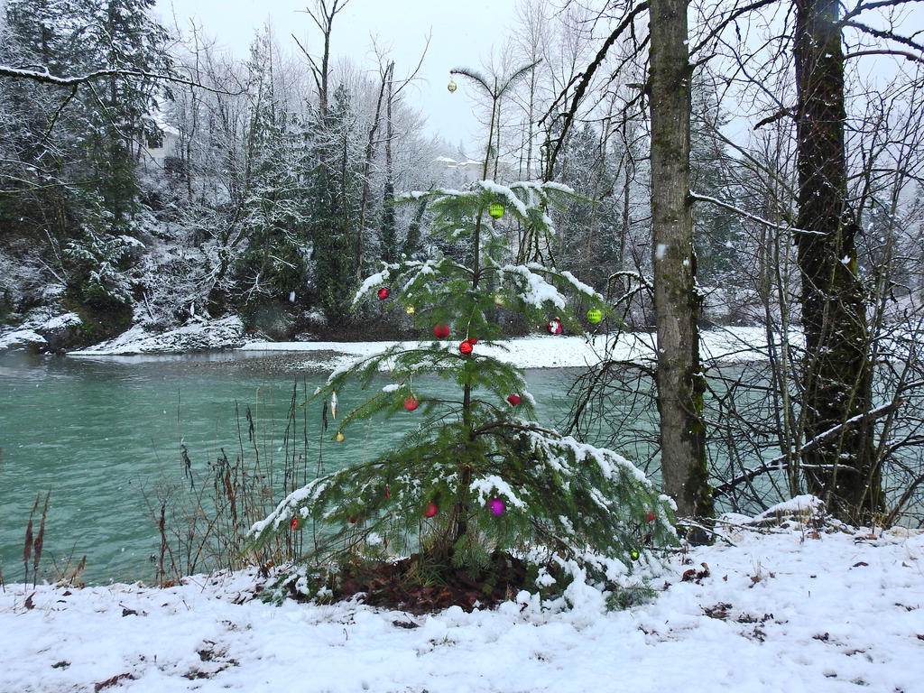 Snowy Vedder river trail~ 12/24/2015~2 by Matthew-Fuller