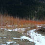 Along the Fraser river~3/6/2023~15