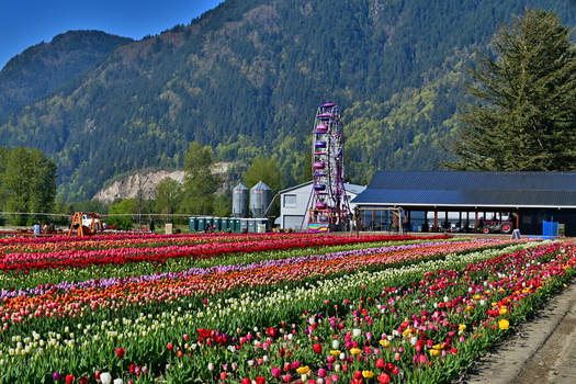 Chilliwack Tulip Festival~4/19/2024~10