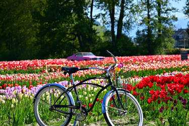 Chilliwack Tulip Festival~4/19/2024~15