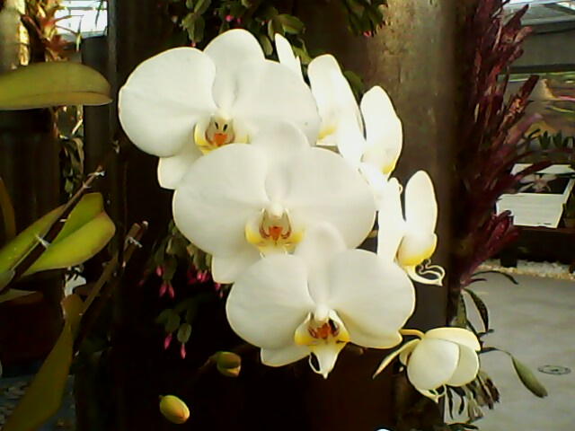 Orchid