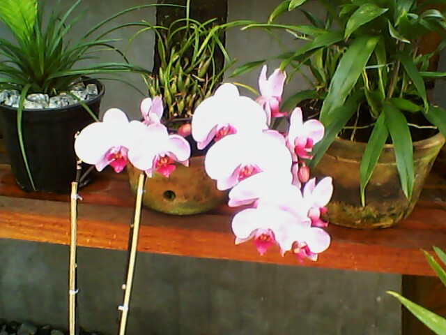 Orchid 2