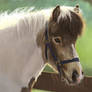 Icelandic Gelding