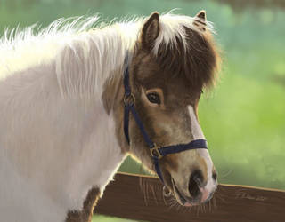 Icelandic Gelding