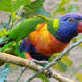 The Lorikeet