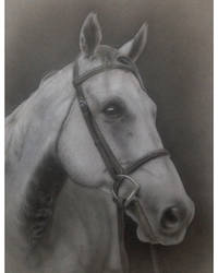 Horse portrait