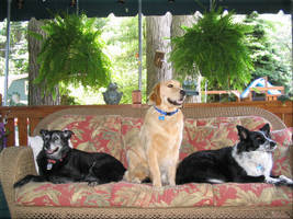 my 3 dogs