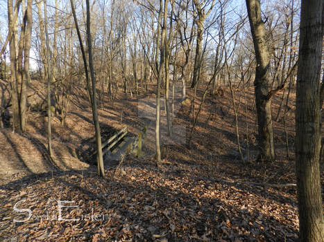 Woods And Bridge