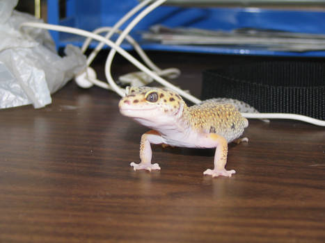 second picture of gecko