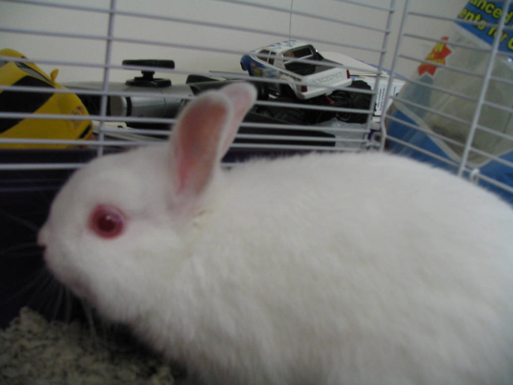 my new rabbit dash by butterflywoman04 on DeviantArt