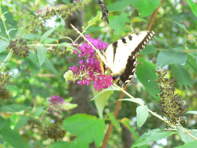 picture 3 of butterfly