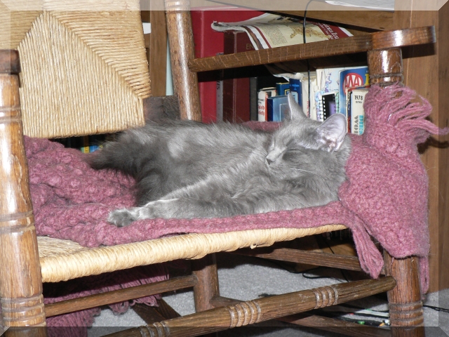 jenny sleeping on the chair