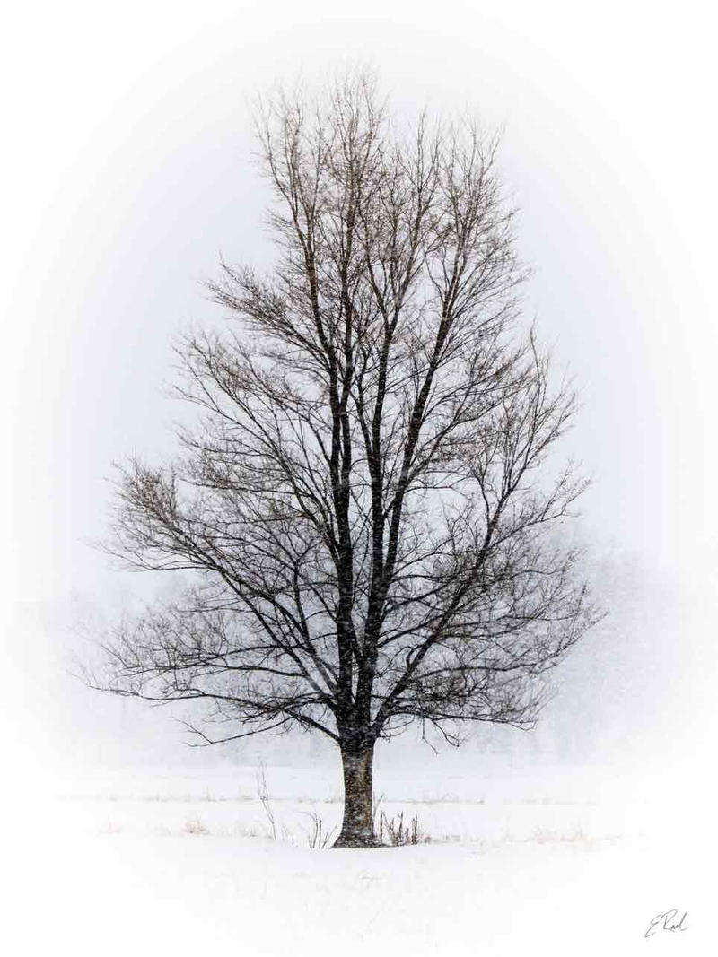 Lone Tree