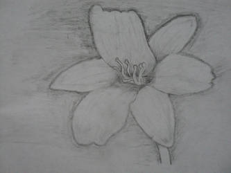 flower 2