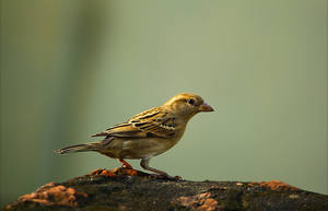 Sparrow