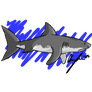 Shark