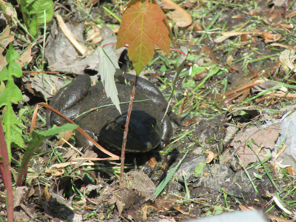 Bull Frog by bigcobb49 on DeviantArt