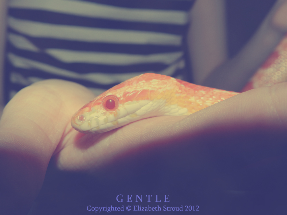 Gentle