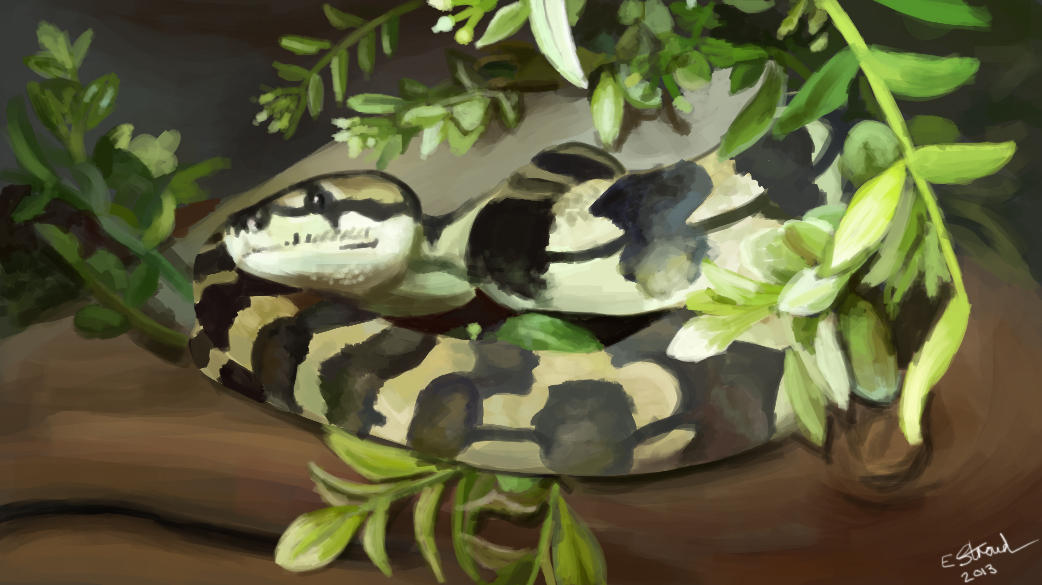 Carpet Python by PetrichorCrown on DeviantArt