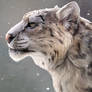 Snow Leopard