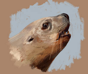 Stellar Sea Lion