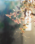 light by Ezcurra-Soledad