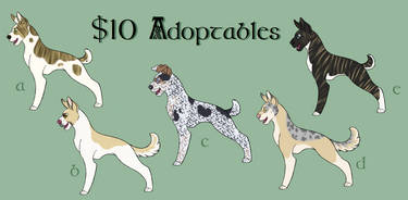 $10 Adoptable Dogs