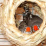 nesting zebra finches