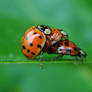 ladybug threesome