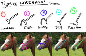 Tack 101 - Types of Noseband