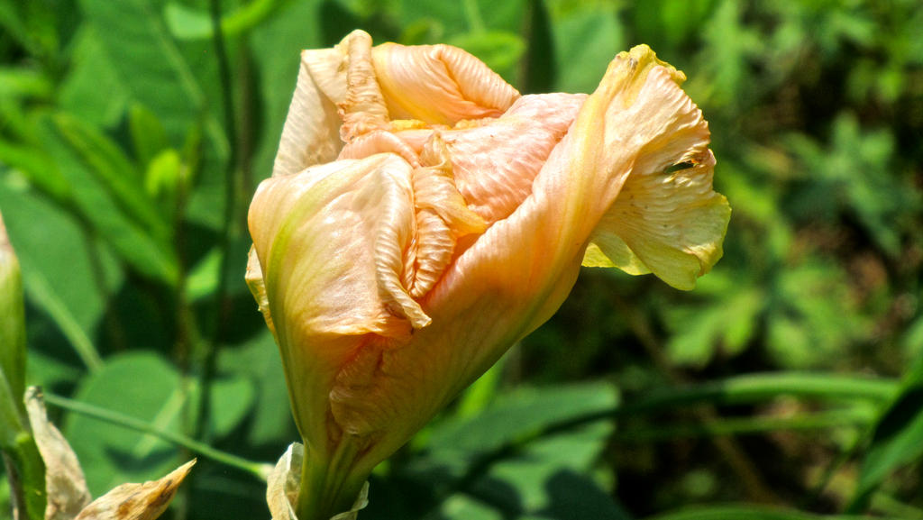 Iris from Margaret's Garden