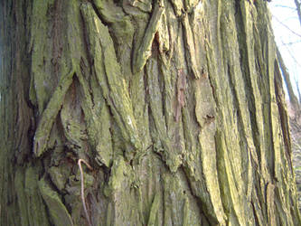 tree bark 1