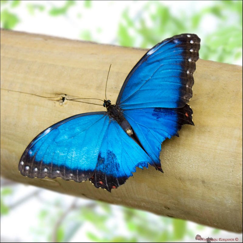 Blue Morpho - open wings