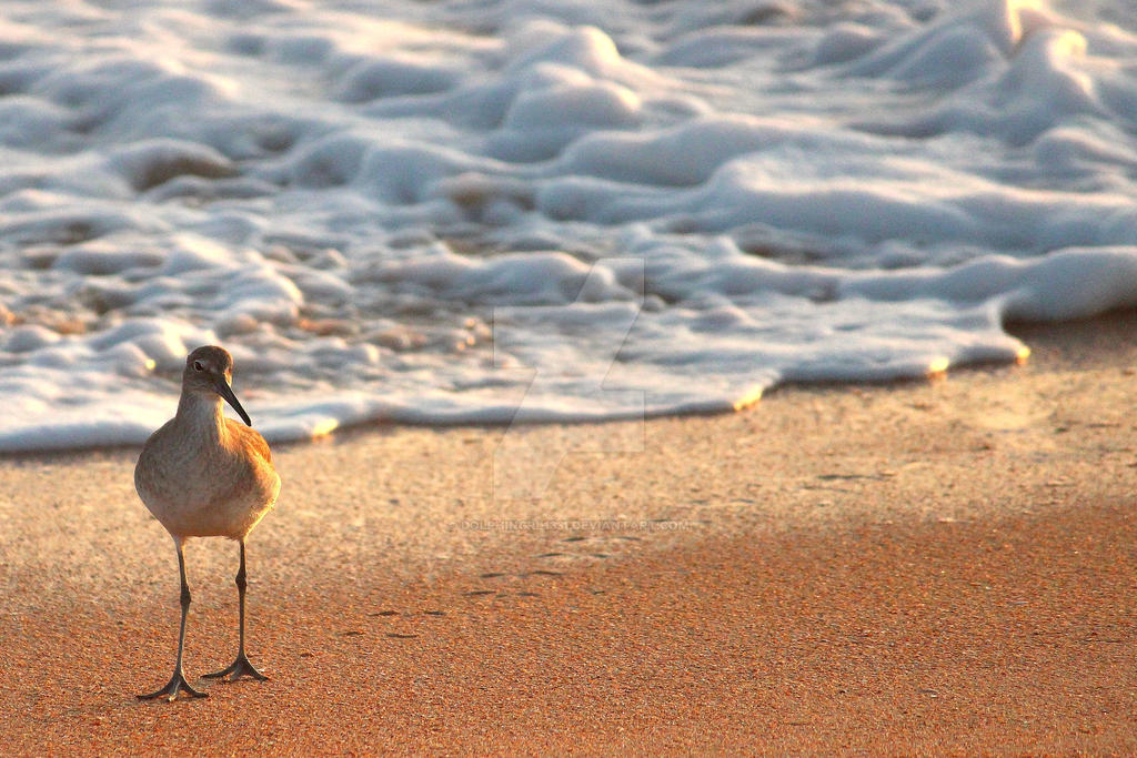 Bird Walk