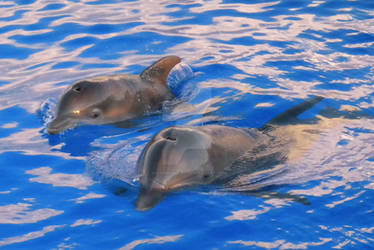 Mom and Baby Dolphin