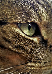 Eye Of The Tabby Cat