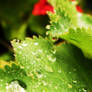 green droplets