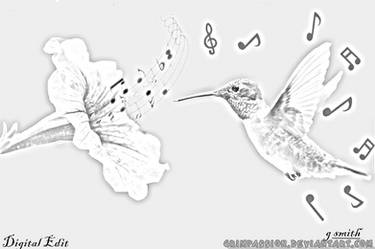 Musical Hummingbird 2