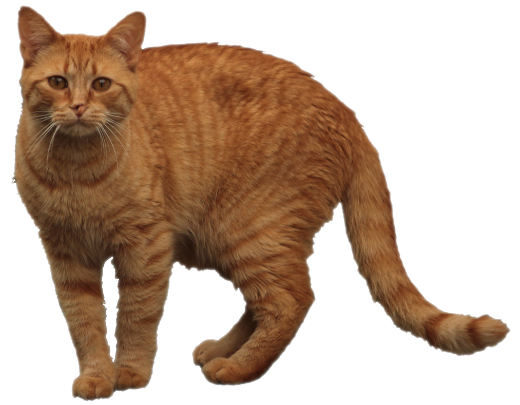 Orange Tabby Cat 01 by lonermade on DeviantArt