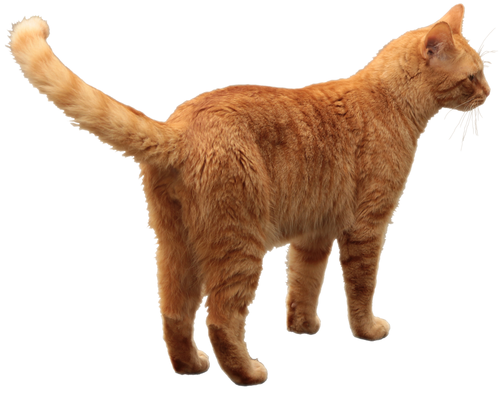Orange Tabby Cat 02 By Lonermade On DeviantArt orange-tabby-cat-02-by-lonermade-on-deviantart