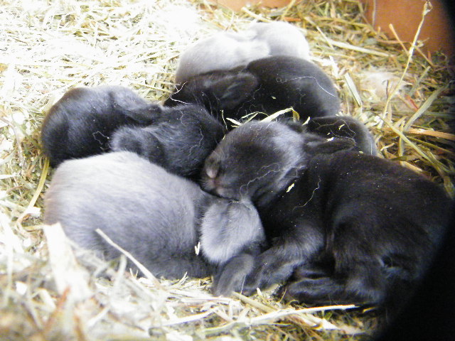 Baby Bunnys