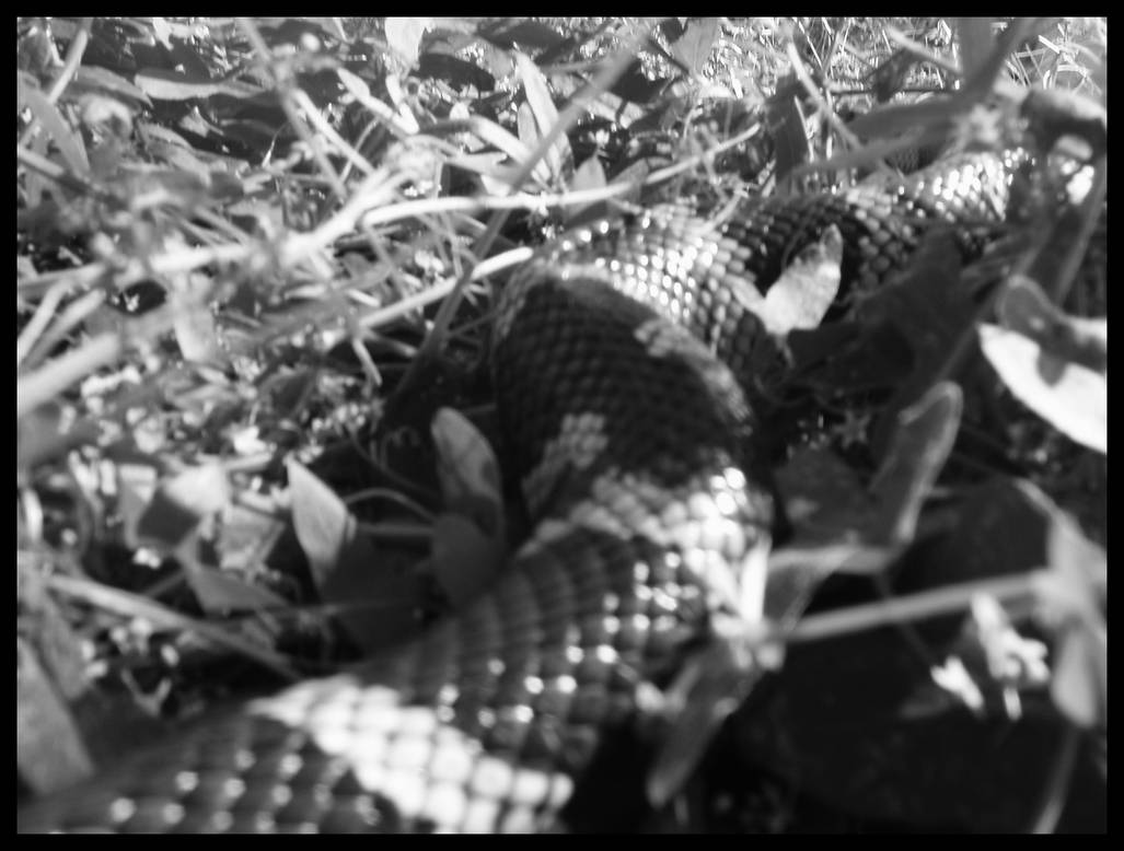 Slithering Death Slithering Past. by Cumberdal3 on DeviantArt