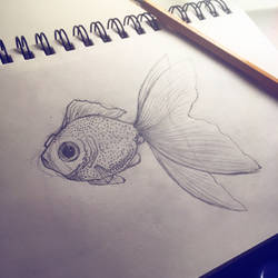 Fish Sketch