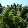 Picea abies