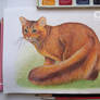 Somali cat