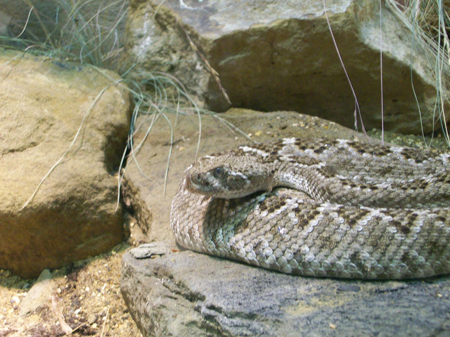 Western Diamond Rattler by LynnAlexandria on DeviantArt