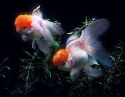 Glodfish II